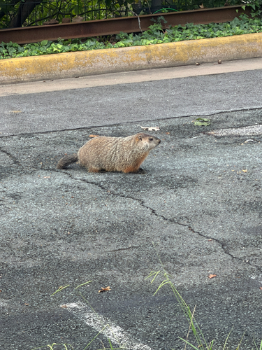 Groundhog
