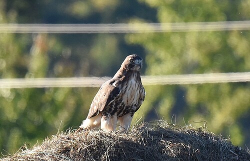 Red-tailed Hawk
