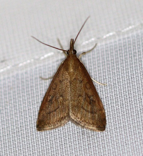 Celery Leaftier Moth