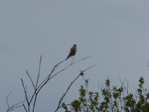 Eurasian Kestrel
