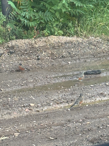 American Robin
