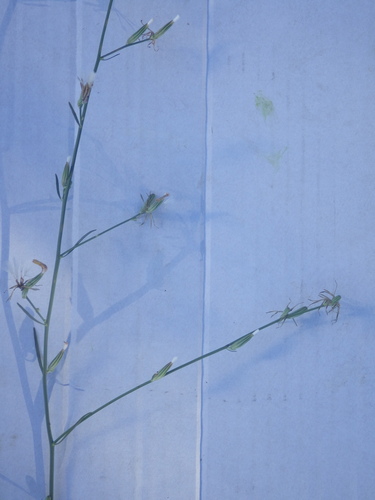 Chondrilla juncea, photograph 1