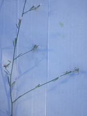 Chondrilla juncea