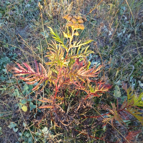 tansy