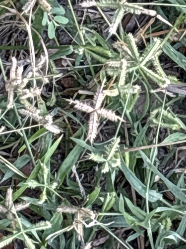 Durban Crowfoot