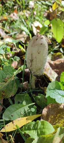 Shaggy Mane