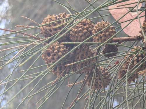 Casuarina cristata observed 2026-09-24