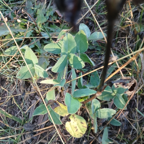 Red Clover