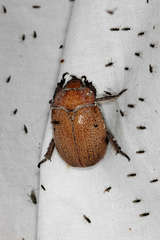 Anoplognathus velutinus