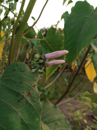 Bush Morning Glory