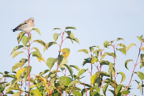 European Goldfinch