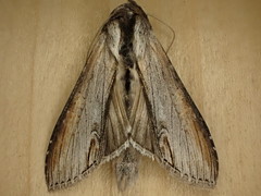 Cucullia omissa