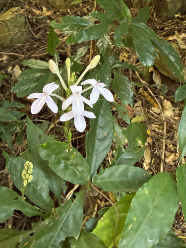Pseuderanthemum subviscosum
