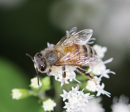 Western Honey Bee