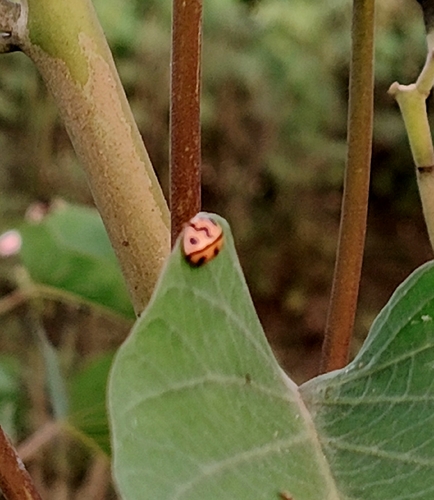 Six-spotted Zigzag Ladybird