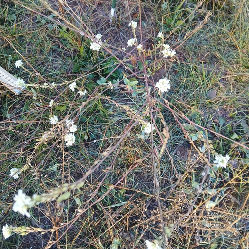 hoary alyssum