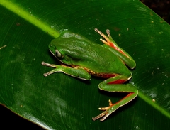 Phyllomedusa distincta