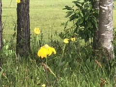 Rudbeckia texana