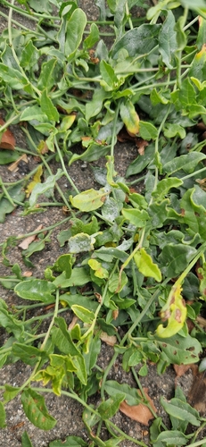 field bindweed