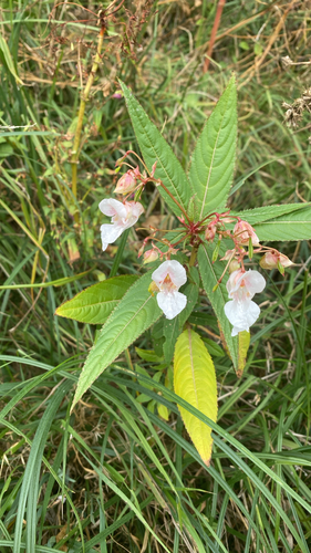 Himalayan balsam