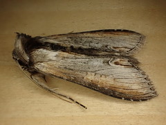 Cucullia omissa