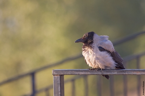 Hooded Crow
