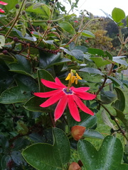 Passiflora manicata