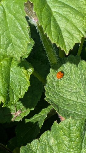 Seven-spotted Lady Beetle
