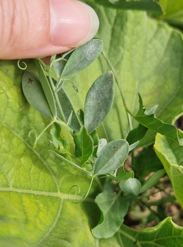 tuberous pea