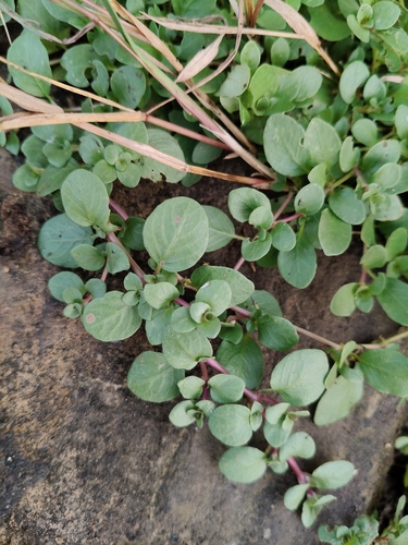 desert horse purslane