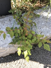 Koelreuteria paniculata