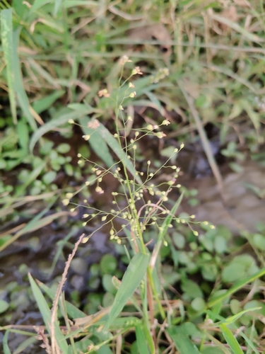 Swamp Millet