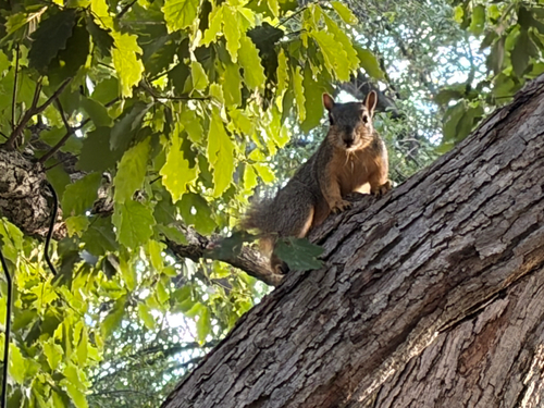 Eastern Fox Squirrel