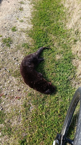 Central Neotropical River Otter