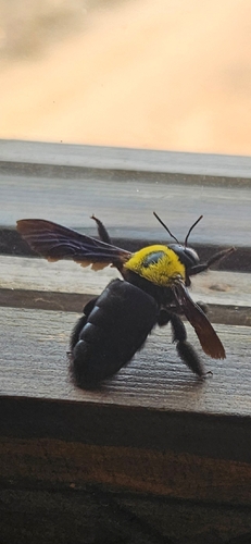 Pubescent Carpenter Bee
