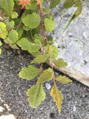 Koelreuteria paniculata