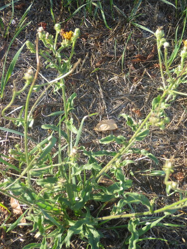 Picris hieracioides, photograph 6