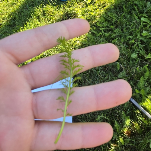 common yarrow