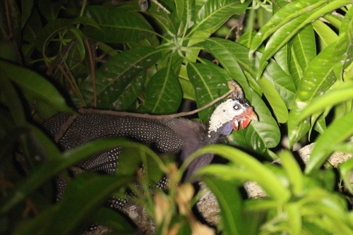 Domestic Guineafowl