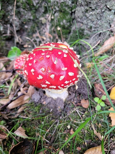 Fly Agaric