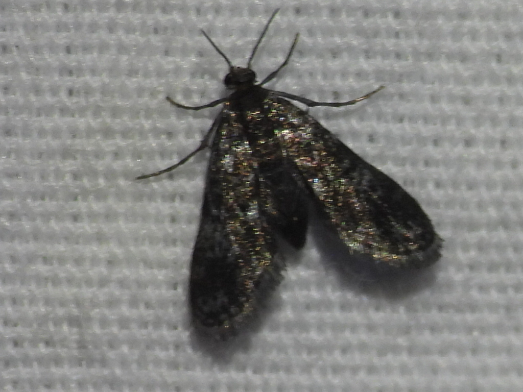 Black Duckweed Moth
