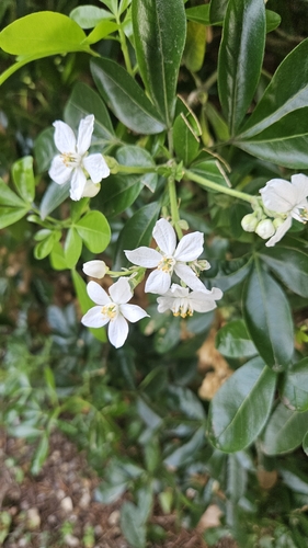 Mexican orange