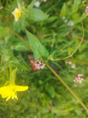 arrow-leaved tearthumb