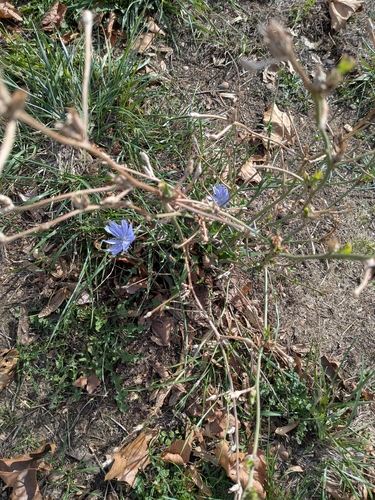 chicory