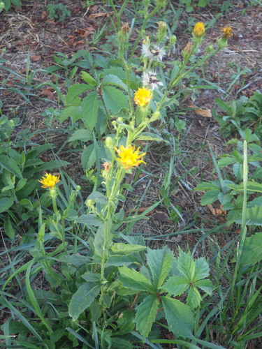 Picris hieracioides, photograph 5
