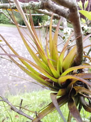 Tillandsia lajensis
