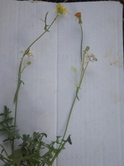 Sonchus tenerrimus