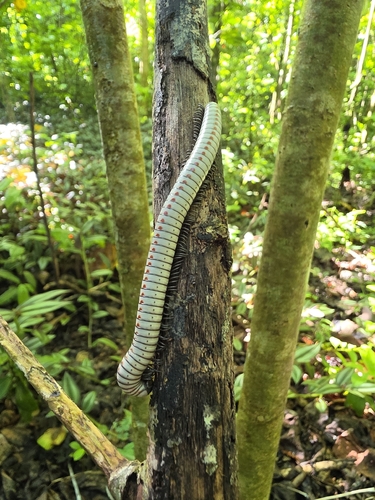 Anadenobolus arboreus gundlachi