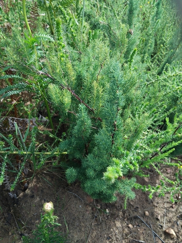 Asparagus rubicundus