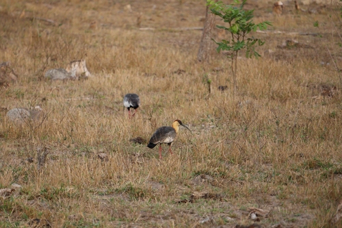 Buff-necked Ibis